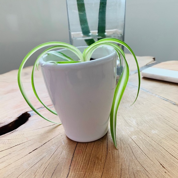 🌱Curly Spider Plant - Picture 4 of 5